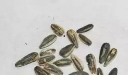 热门大瓜子,零食界的明星产品